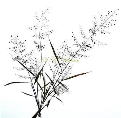  Plant with inflorescence